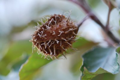 Fagus sylvatica 'Rohanii'- buk lesní 'Rohanii'- plod